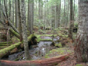 forest.jpg