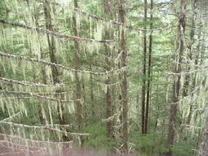 trees.jpg